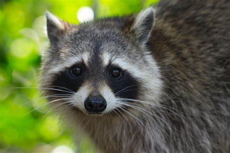 Does Ontario have raccoons?