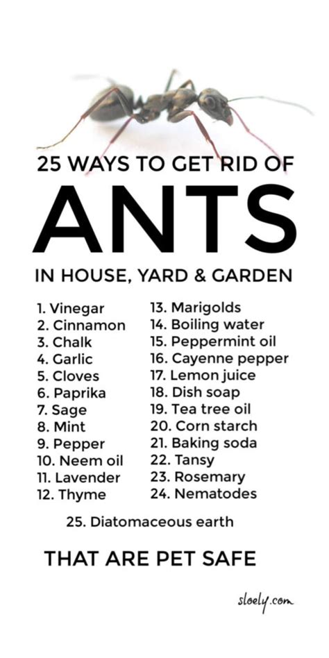 Does Pepper keep ants away?