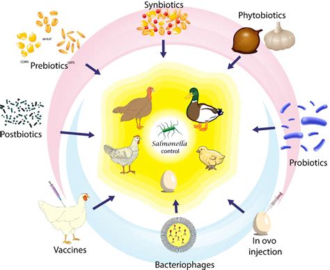 Does Salmonella have a life cycle?