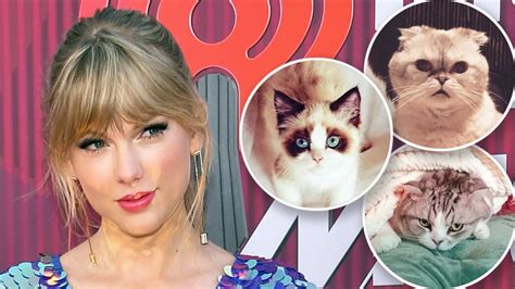 Does Taylor Swift have 3 cats?