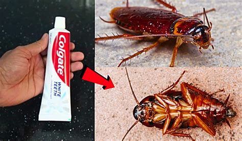 Does Toothpaste attract roaches?