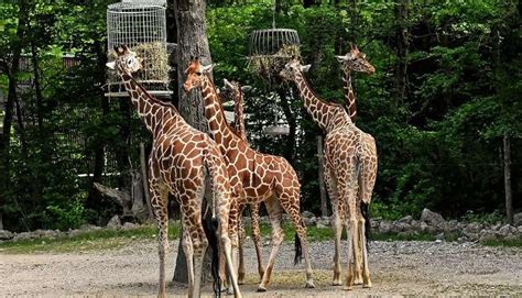 Does Toronto Zoo have a safari?