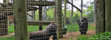 Does Toronto Zoo have gorillas?