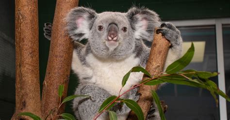 Does Toronto Zoo have koalas?