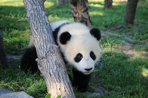 Does Toronto Zoo have pandas?