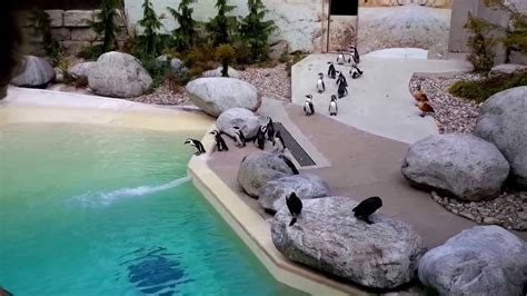 Does Toronto Zoo have penguins?