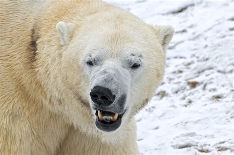 Does Toronto Zoo have polar bears?