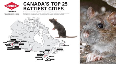 Does Toronto have a rat problem?
