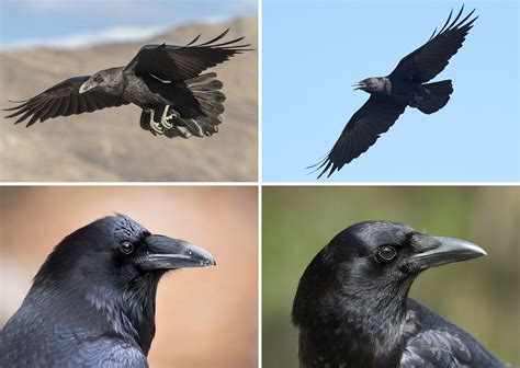 Does Toronto have crows?