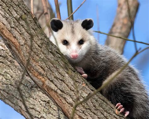 Does Toronto have possums?