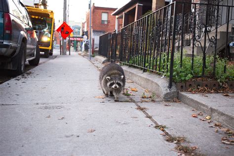 Does Toronto have racoons?