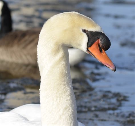 Does Toronto have swans?