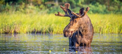 Does Toronto have wildlife?