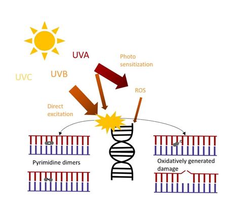 Does UV degrade vitamin C?