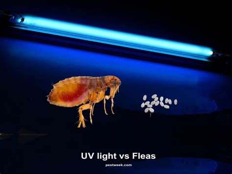 Does UV light kill parasites?