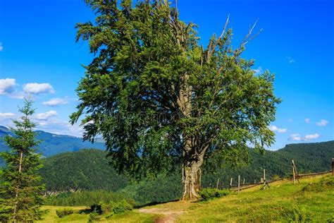 Does Ukraine have oak trees?