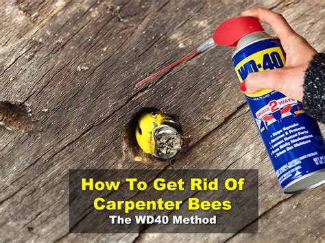 Does WD40 keep carpenter bees away?
