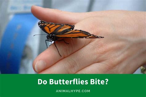Does a butterfly bite hurt?
