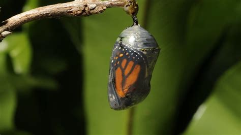 Does a butterfly spin a chrysalis?