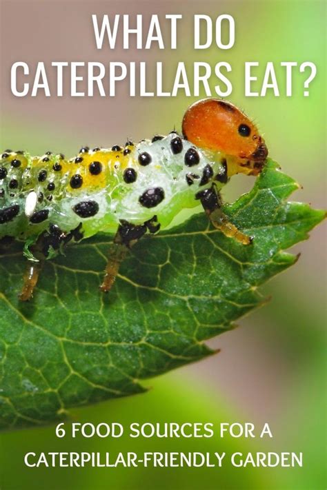 Does a caterpillar eat itself?