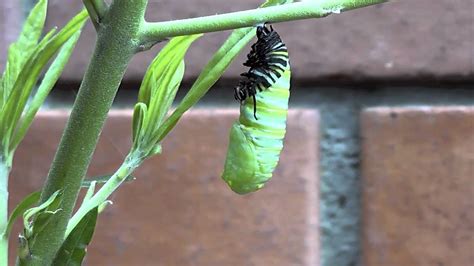 Does a caterpillar go into a chrysalis?