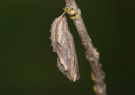 Does a chrysalis have eyes?