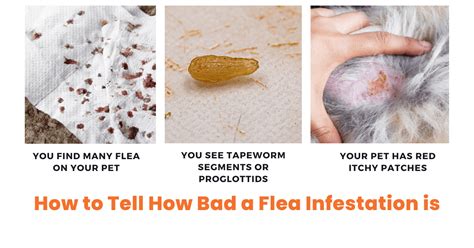 Does a flea infestation get worse before it gets better?