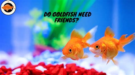 Does a goldfish need a friend?