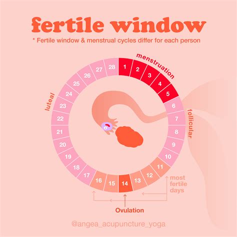 Does a heavy period mean you are more fertile?