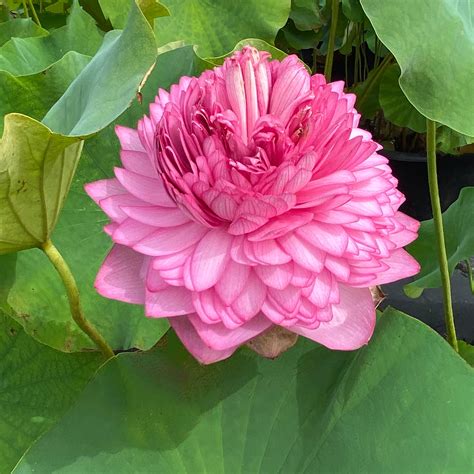 Does a lotus have 1000 petals?