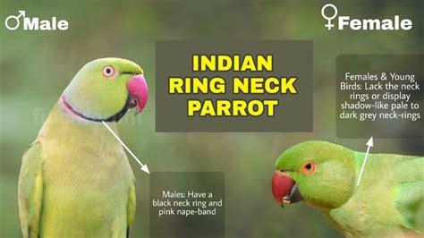 Does a parrot know its name?