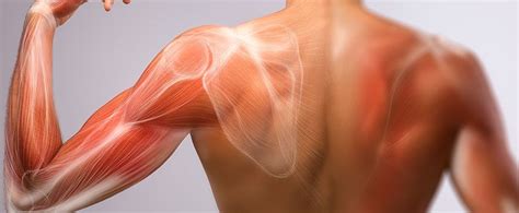 Does a pulled muscle feel like a ball?