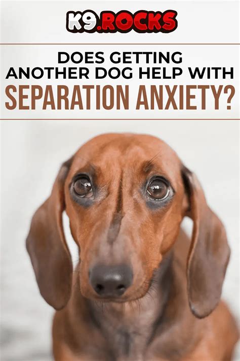 Does a second dog help with anxiety?