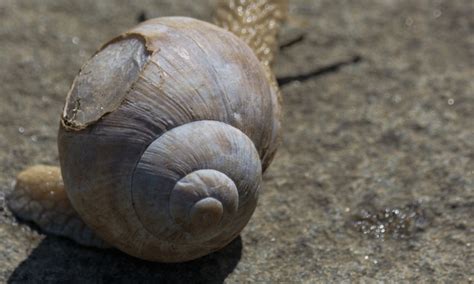 Does a snail feel pain when its shell breaks?