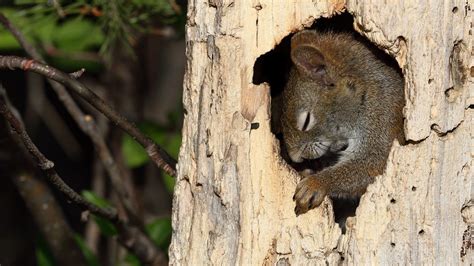 Does a squirrel hibernate?