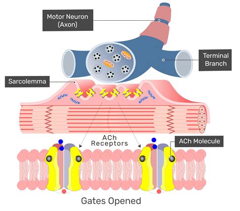 Does acetylcholine stimulate smooth muscle?