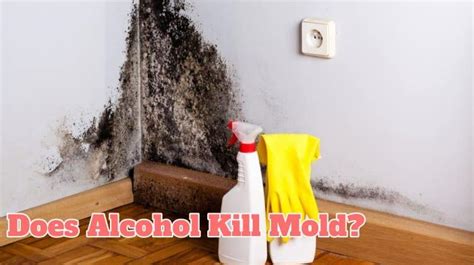 Does alcohol work on black mold?