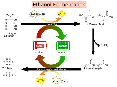 Does alcoholic fermentation produce diacetyl?