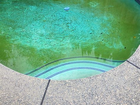 Does algae grow in pool in winter?