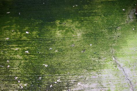 Does algae grow on concrete?