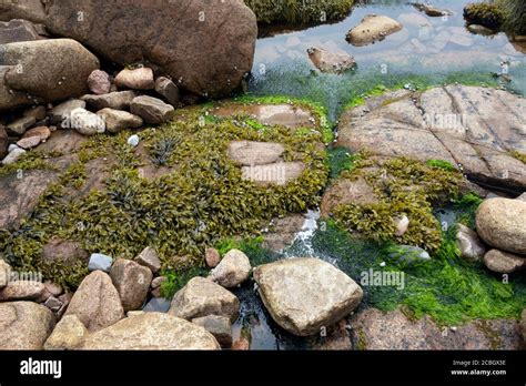 Does algae grow on sandstone?