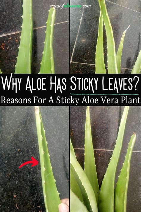 Does aloe dry sticky?