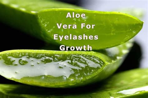 Does aloe vera grow eyelashes?