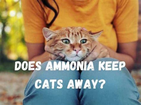 Does ammonia keep cats away?