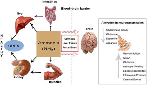 Does ammonia make blood untraceable?