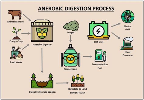 Does anaerobic digestion produce ammonia?