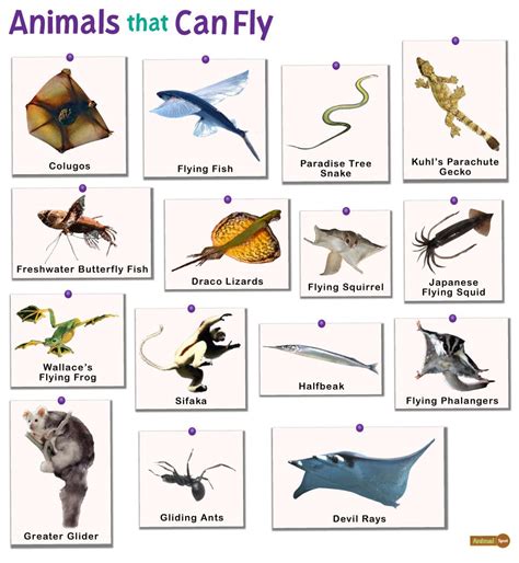 Does any animal have 4 wings?