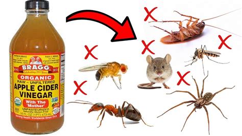 Does apple cider vinegar attract bugs?