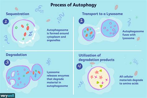Does autophagy eat muscle?