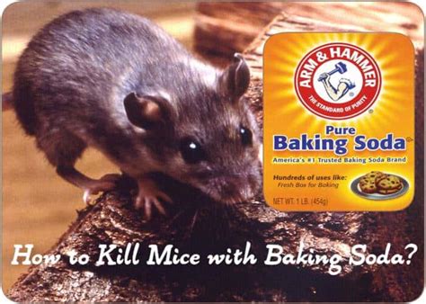Does baking soda attract mice?